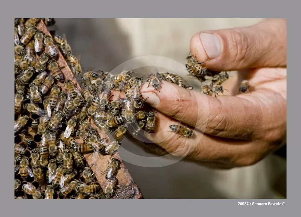 Vista de una mano humana manipulando abejas africanas