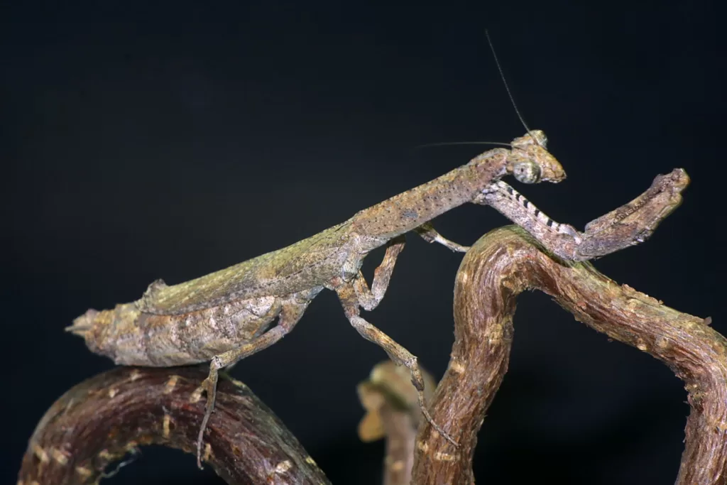 Vista lateral de la mantis popa crassa sobre una rama