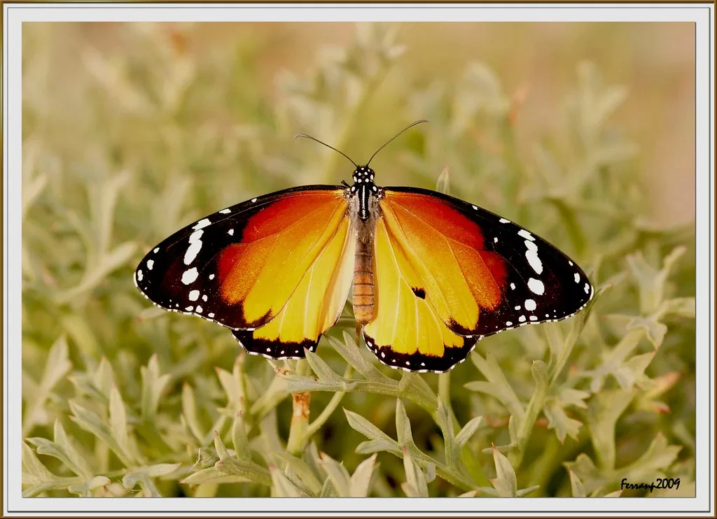 Vista posterior de la mariposa africana monarca en la vegetación