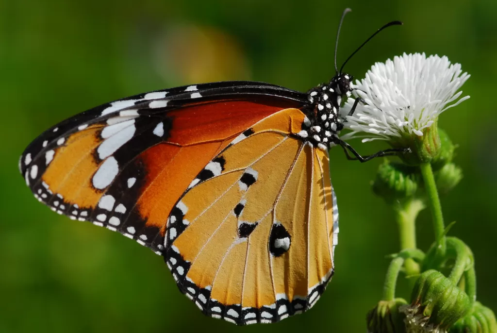 Vista lateral de la mariposa africana tigre en una flor blanca