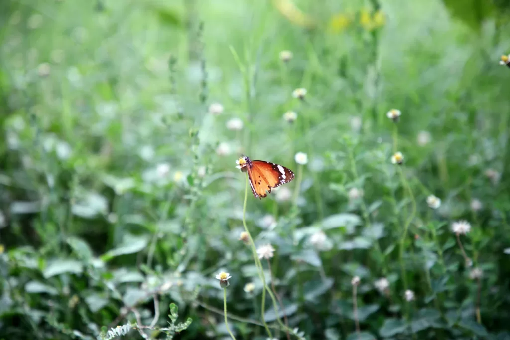 Vista lejana de una mariposa monarca africana en medio de la vegetaión