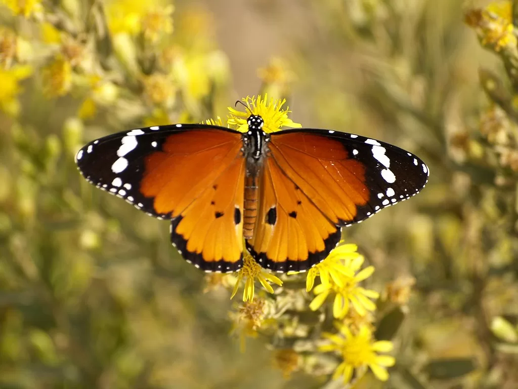 Vista posterior de la monarca africana sobre una flor amarilla
