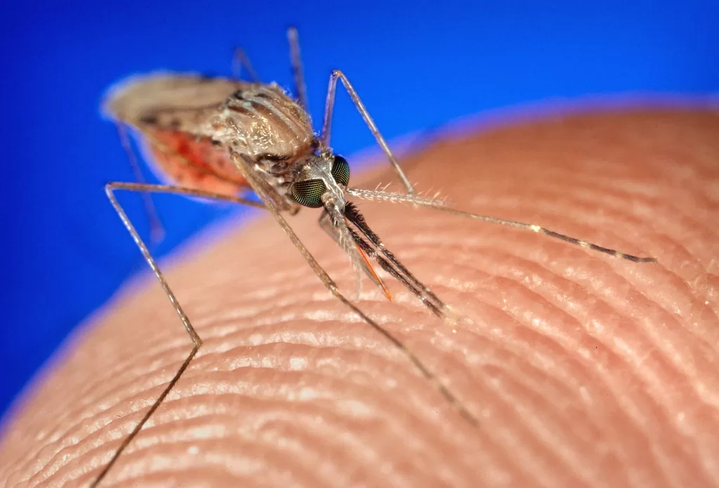 Vista frontal del mosquito africano de la malaria sobre piel humana