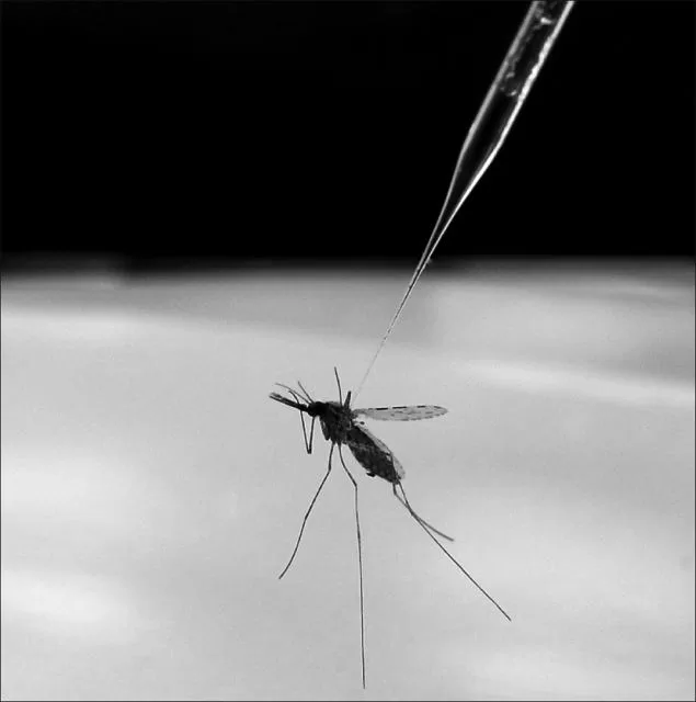 Vista del mosquito africano que transmite la malaria