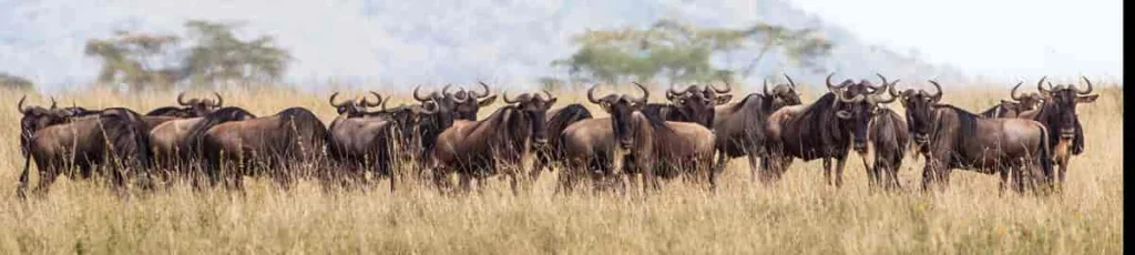 Vista de una manada de ñus de cola negra en la sabana africana