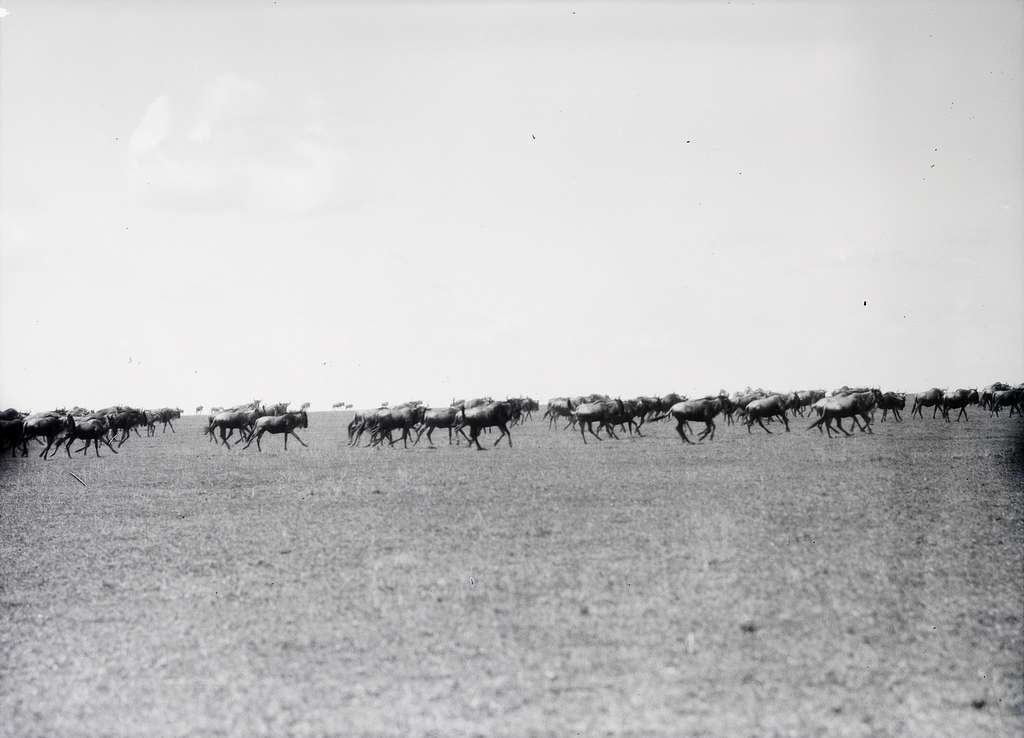 Vista de una foto en blanco en negro de ñus listados durante la gran migración