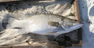 Vista lateral de una percal del Nilo muerta que ha sido pescada