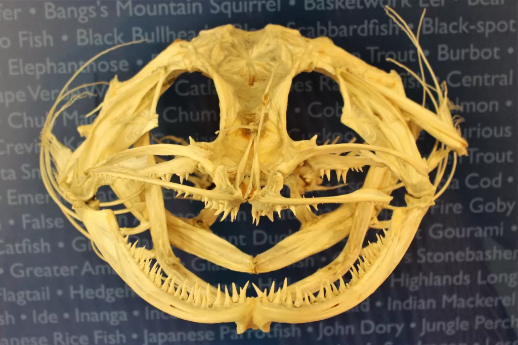 Vista frontal del esqueleto de la cabeza de la perca del Nilo africana
