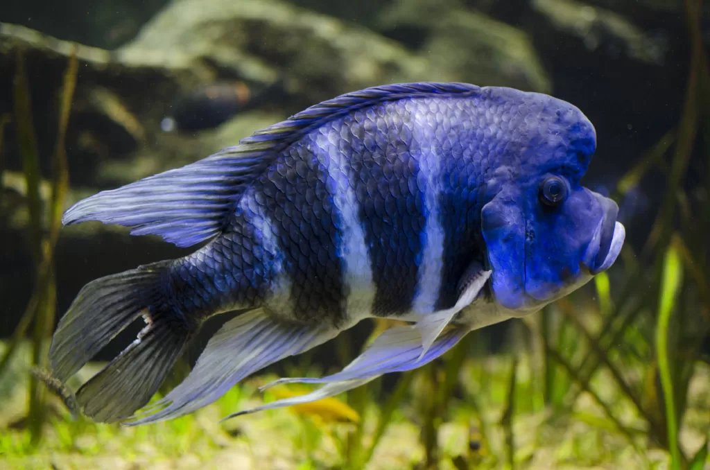 Vista lateral de un pez frontosa azul oscuro a rayas