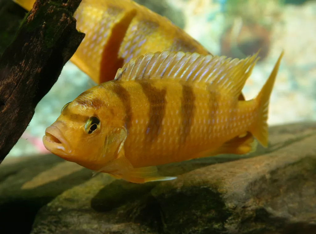 Vista frontal lateral de un pez lombardoi amarillo a rayas oscuras