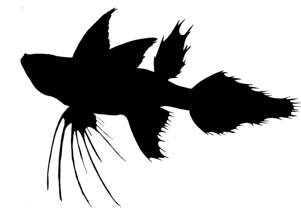 Dibujo de la silueta en negro del pez mariposa de agua dulce sobre fondo blanco
