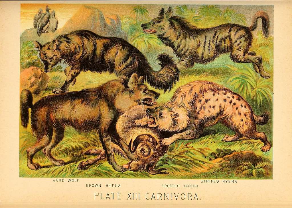 Pintura donde podemos ver las cuatro especies de hiena de África