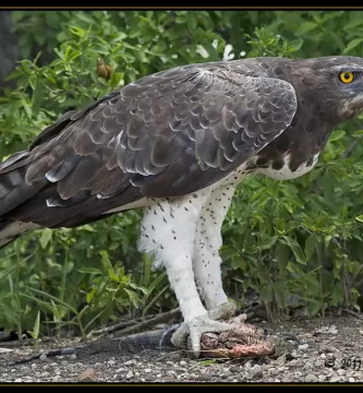 Vista lateral de cuerpo entero de la polemaetus bellicosus
