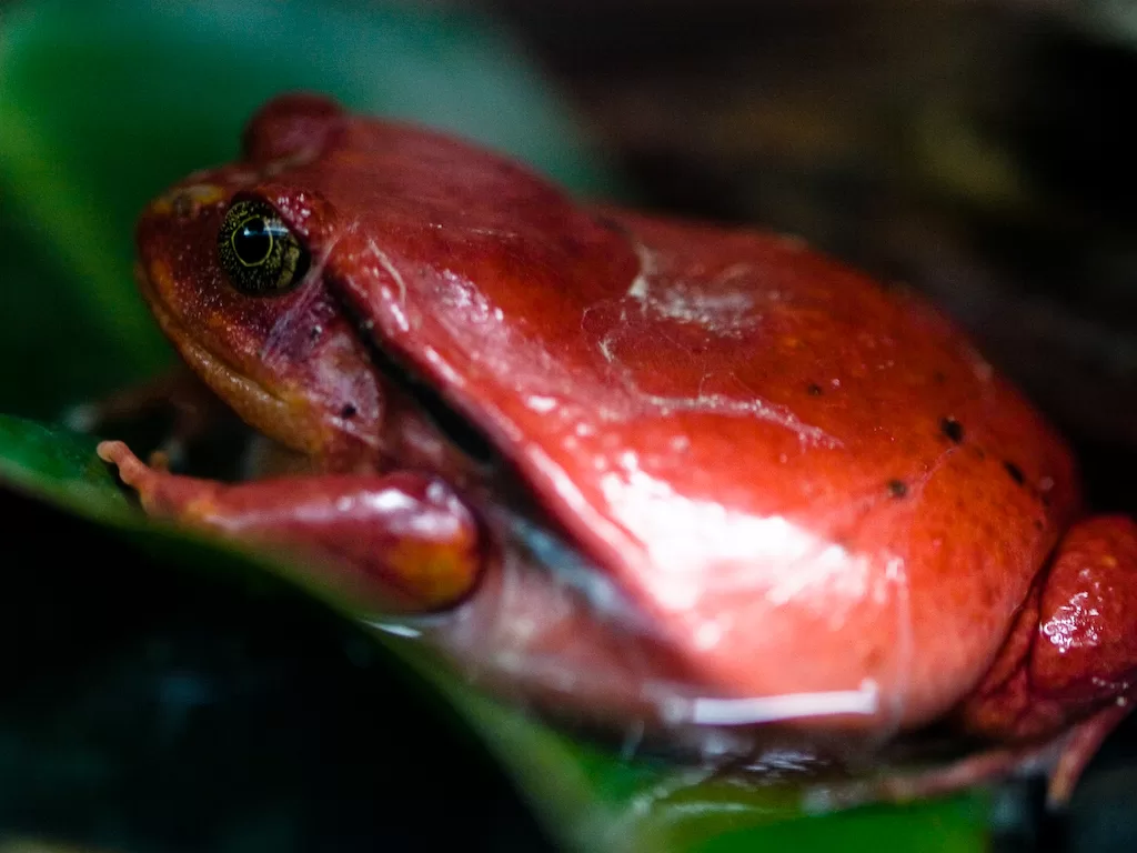 Vista lateral de la rana africana tomate sobre una hoja