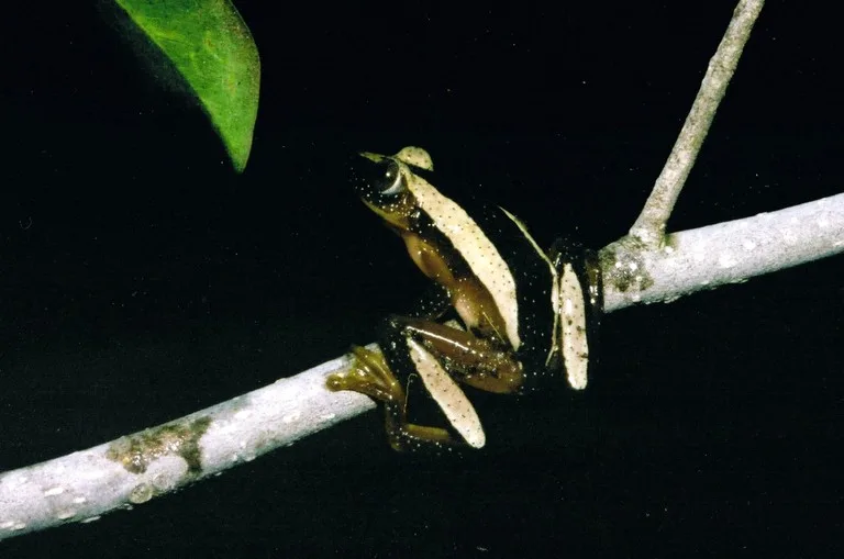 Vista nocturna trasera de la rana doblahojas sobre una rama