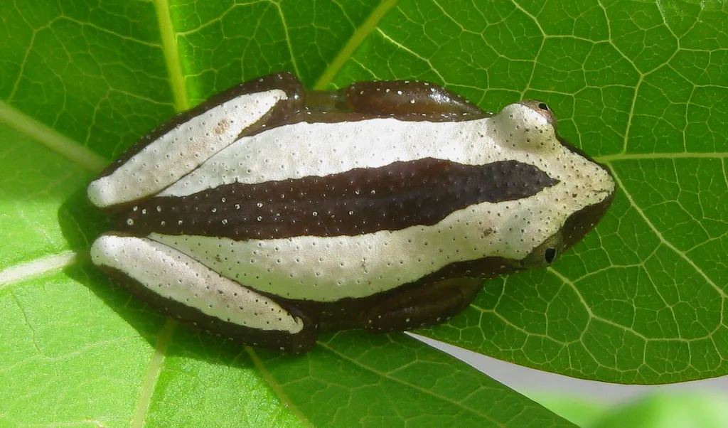 Vista superior de una rana grande doblahojas blanca a rayas marrones sobre una hoja