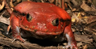 Vista frontal de la rana tomate en su hábitat