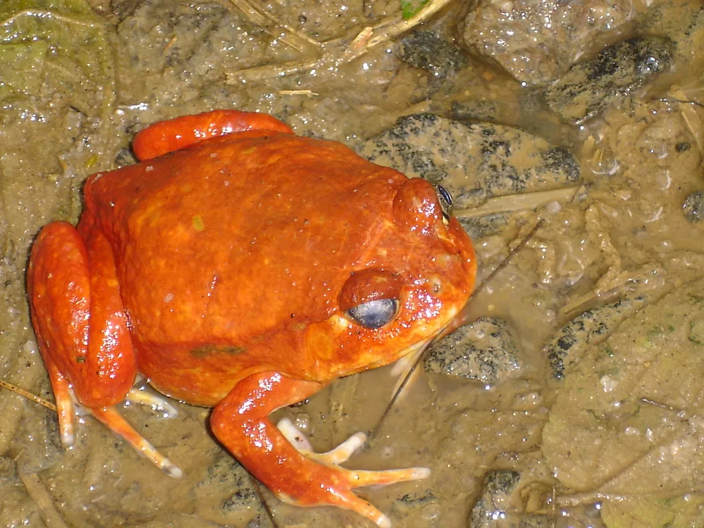 Vista superior de la rana africana tomate en el fango