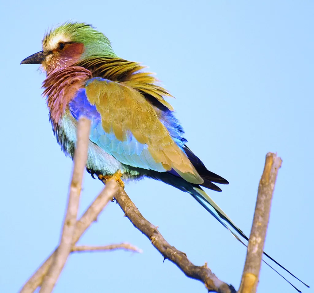 Vista lateral de un macho  de rodillo de garganta lila posado en una rama