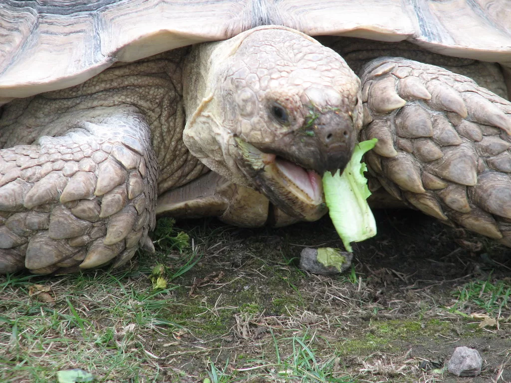 Vista de la tortuga espolón africana comiendo lechuga
