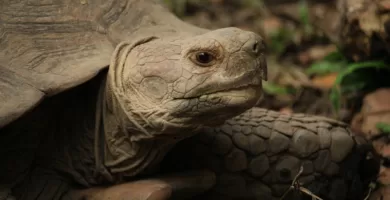 Vista de la cabeza de la tortuga de espolones