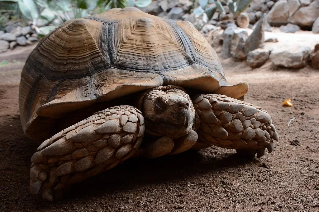 Vista frontal de la tortuga de espolones africana escondiendo su cabeza