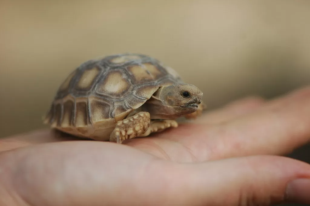 Vista de una mano humana sosteniendo una tortuga sulcata africana