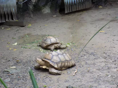Vista de dos tortugas africanas de espolones en un zoo