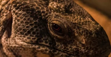 Primer plano de la cabeza del varano de sabana con fondo oscuro