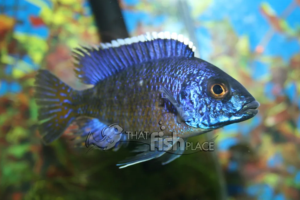 Vista lateral de un Aulonocara stuartgranti de color azul brillante