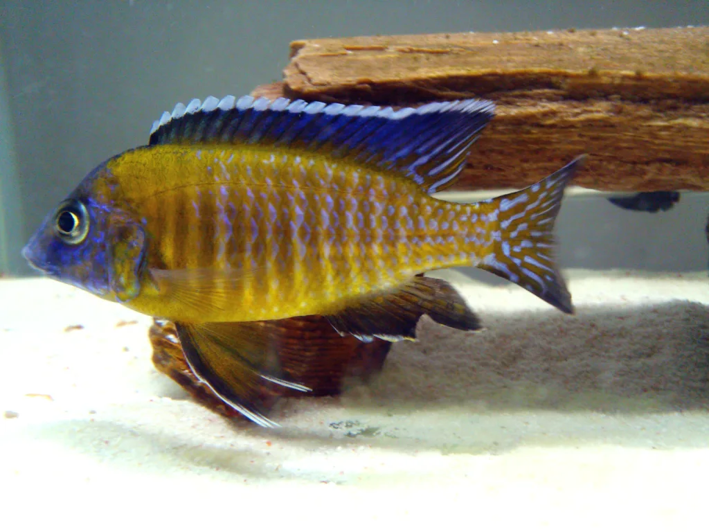 Vista lateral de un Aulonocara stuartgranti usisya de color amarillo con escamas azules
