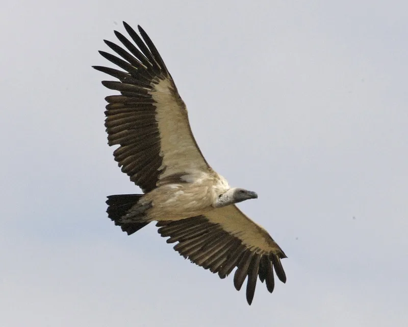 Vista inferior de un buitre africano de dorso blanco en pleno vuelo