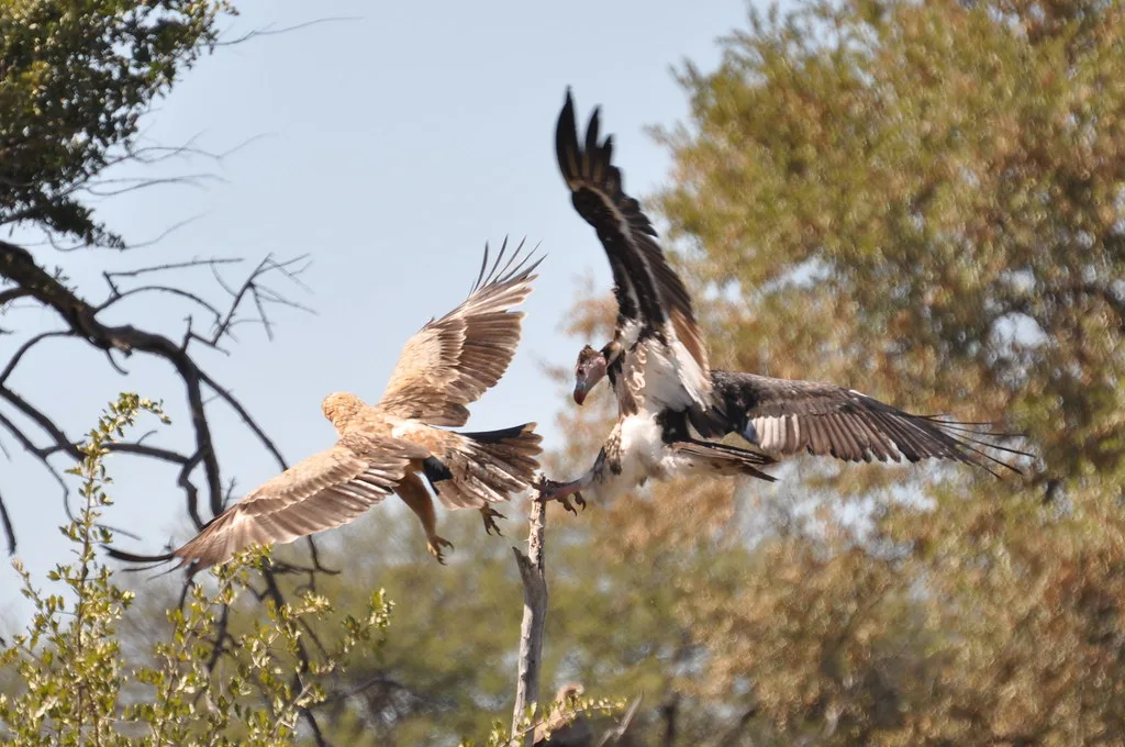 Vista de una pareja de buitres cabeciblancos despegando el vuelo desde una rama