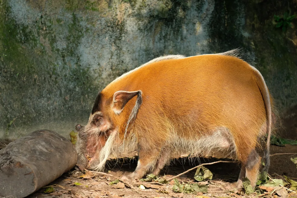 Vista lateral de cuerpo entero del cerdo de río rojo