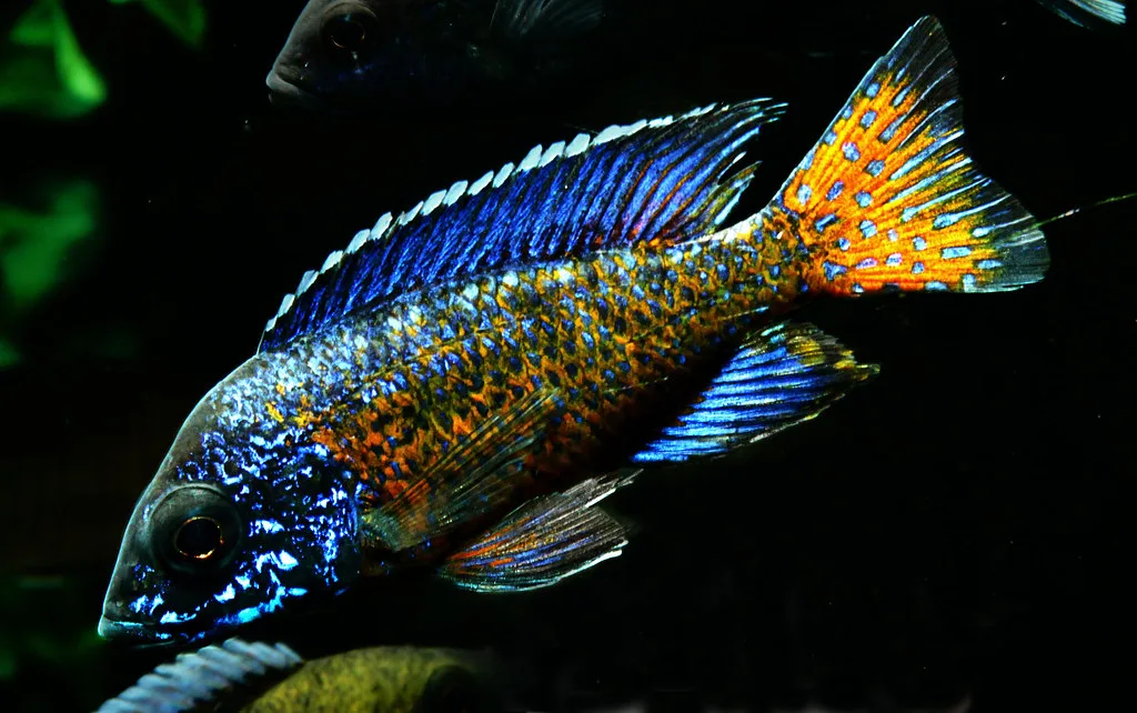 Vista lateral del cíclido aulonocara stuartgranti de color azul mezclado con amarillo nadando hacia abajo