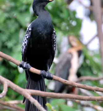 Vista frontal de un cormorán africano posado sobre una fina rama