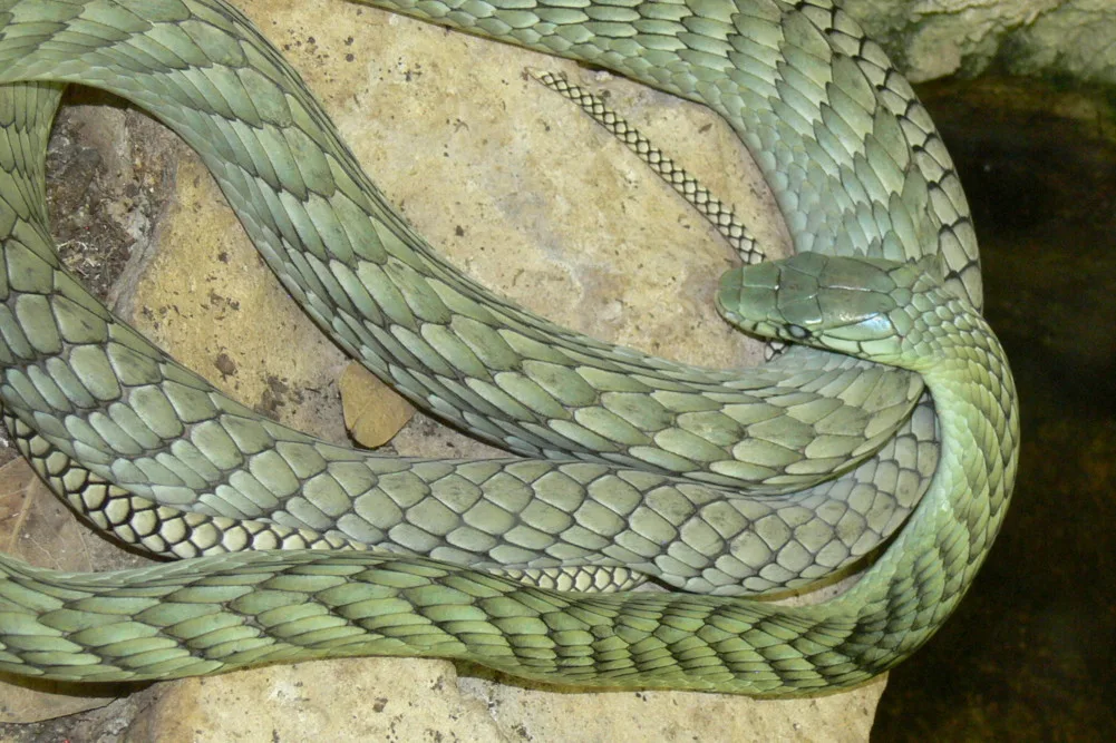 Vista de planta de la dendroaspis viridis enrollada sobre su cuerpo en una roca