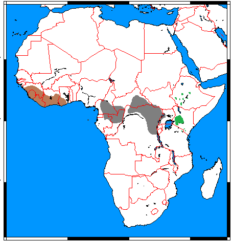 Dibujo de un mapa de África que representa la distribución del Jabalí Gigante de la Selva