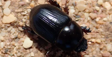 Vista de planta del escarabajo negro Heteronychus arator en la tierra