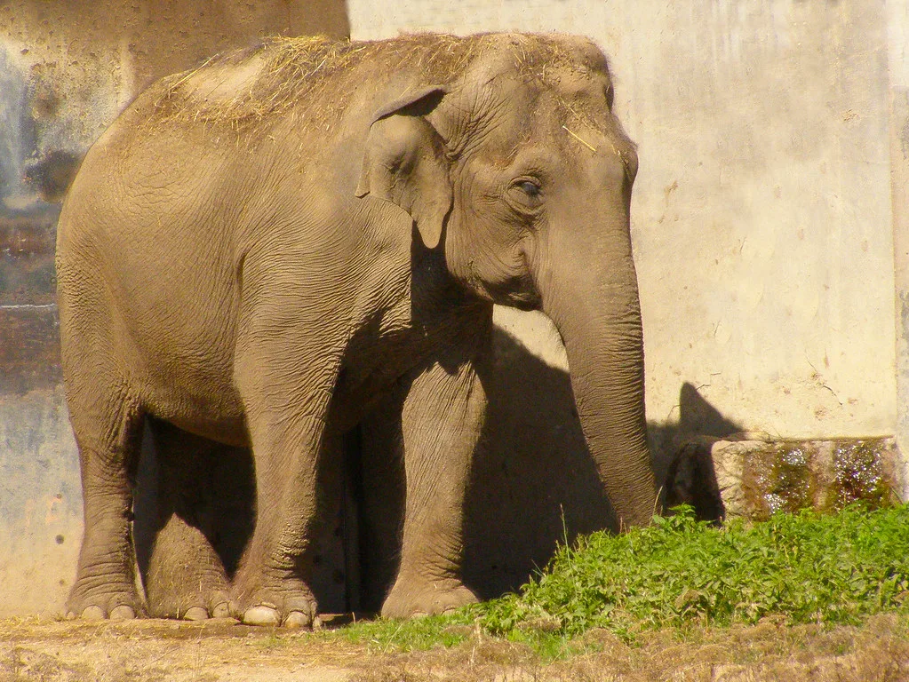 Vista frontal lateral de un elefante africano de bosque