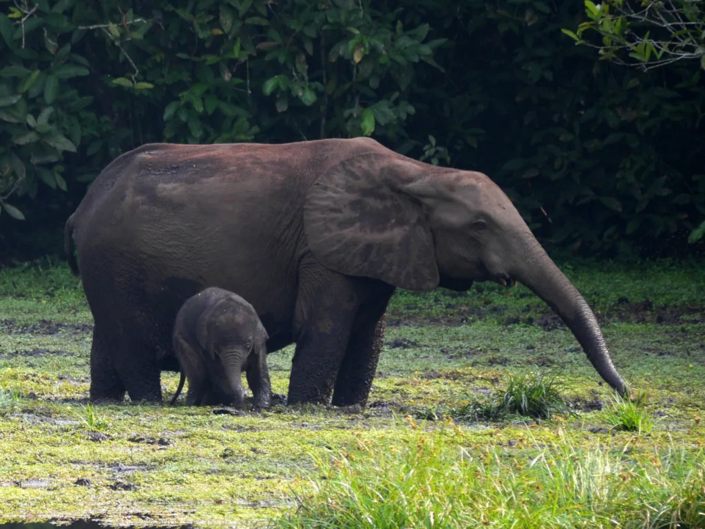 Vista de un elefante africano de selva comiendo con su cría al lado