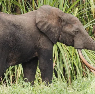 Vista lateral de un elefante de bosque africano con vegetación al fondo
