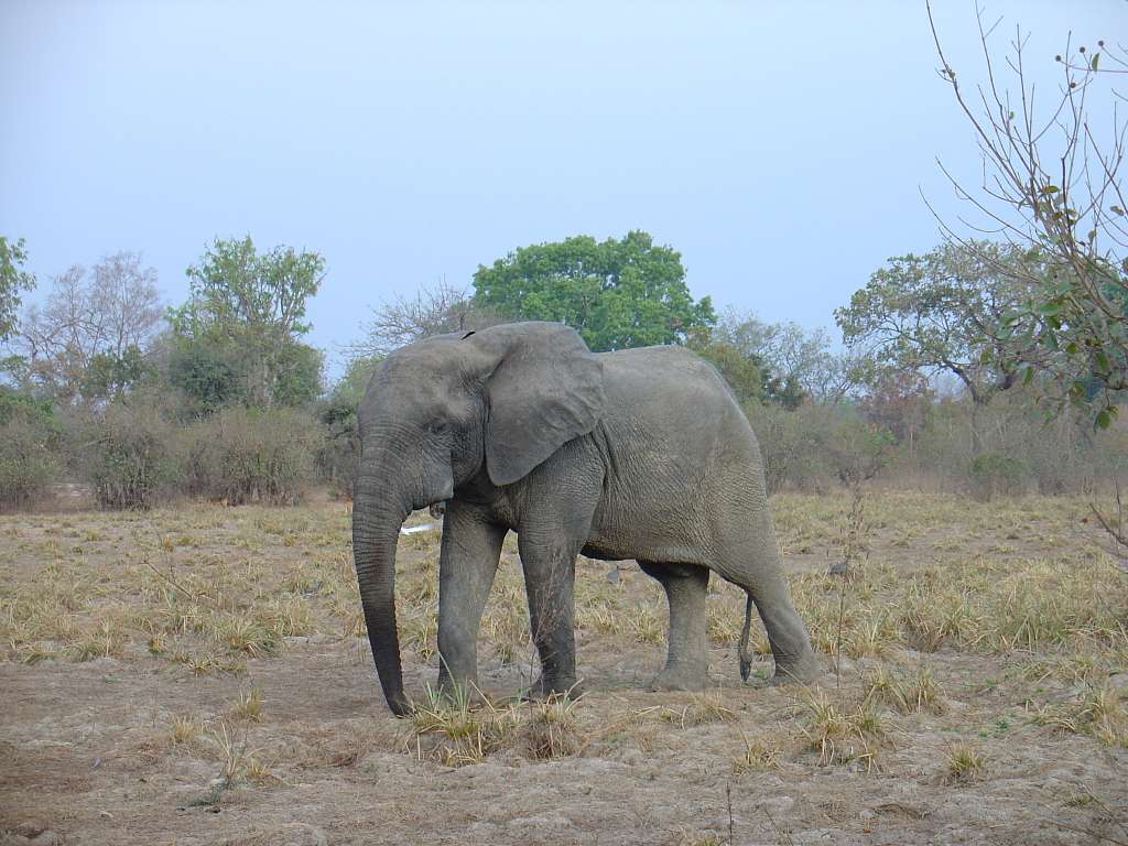 Vista lateral frontal de un elefante enano africano de bosque
