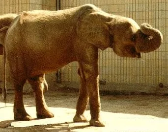 Fotografía antigua de un elefante enano africano de selva encerrado en un recinto