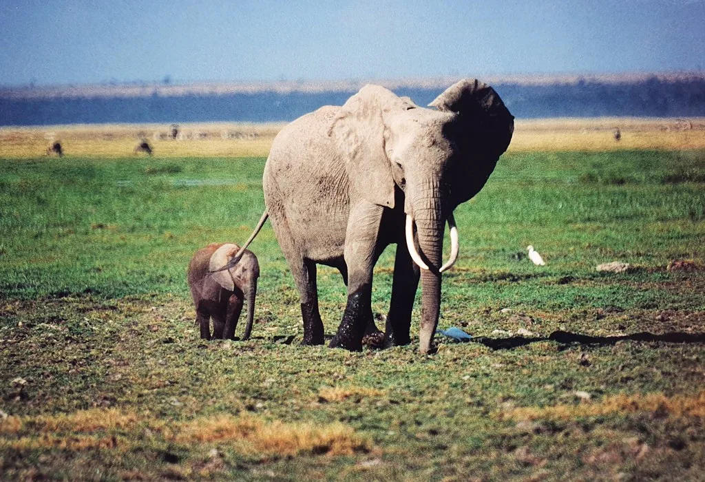 Vista frontal de un elefante de selva africano con su cría