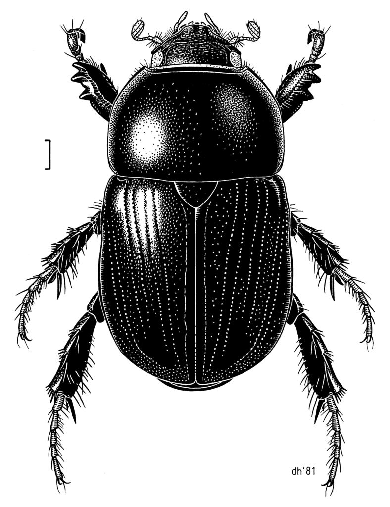 Vista de planta del escarabajo africano Heteronychus arator sobre fondo blanco