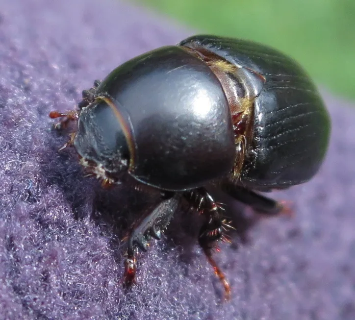 Vista de planta del escarabajo negro Heteronychus arator sobre una superfície morada