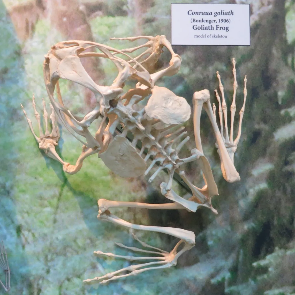 Vista de planta del esqueleto de la rana goliat inclinado 