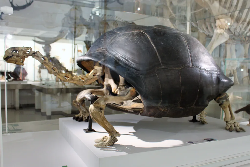 Vista lateral del esqueleto de una tortuga gigante de Aldraba en un museo