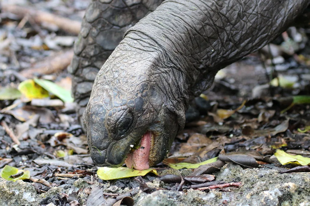 Vista de la gigantesca tortuga de Aldraba comiendo una hoja